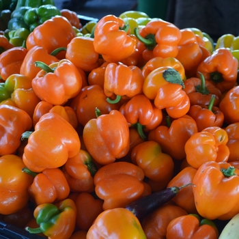 Sweet Peppers - Orange Bell Pepper