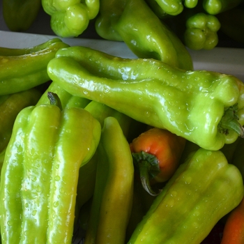 Cubanelle - Pepper