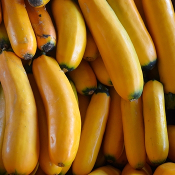 Cucurbita - 'Gold Bar' Summer Squash