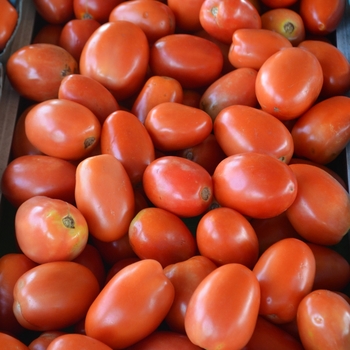  - 'Roma' Plum Tomato