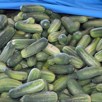 Pickling - Cucumber