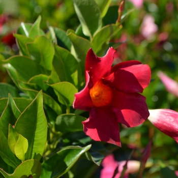 Dipladenia - 'Rio™ Deep Red' Dipladenia - 'Rio™ Deep Red'