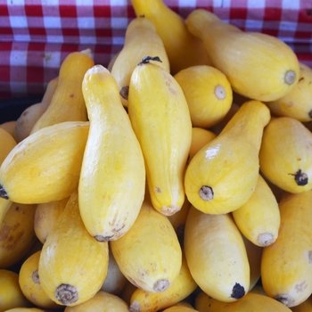 Early Summer - Squash