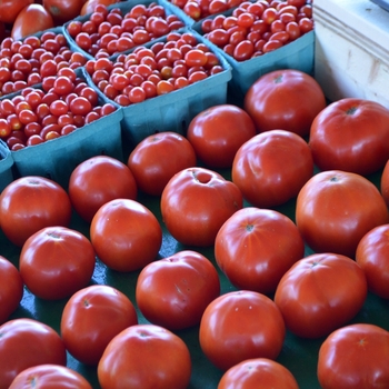  - Red Tomato