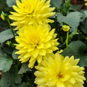 8 INCH POTS - 8 INCH ANNUAL 8 INCH POTS - 8 INCH ANNUAL