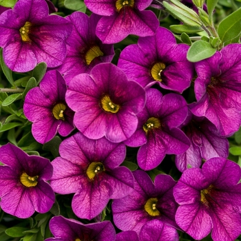 Calibrachoa - Superbells® 'Plum' Calibrachoa - Superbells® 'Plum'