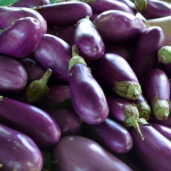  - Eggplant