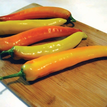 Capsicum annuum - 'Hot Sunset' Banana Pepper Capsicum annuum - 'Hot Sunset' Banana Pepper