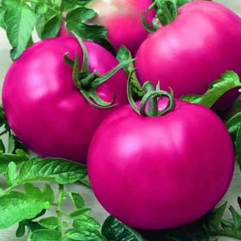 Pink Beefsteak - Tomato