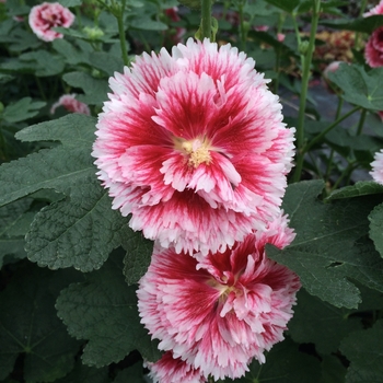 Alcea rosea - 'Fiesta Time' Hollyhock Alcea rosea - 'Fiesta Time' Hollyhock