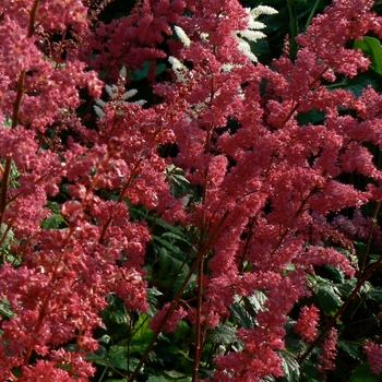 Astilbe x arendsii - 'Fanal' False Spirea Astilbe x arendsii - 'Fanal' False Spirea