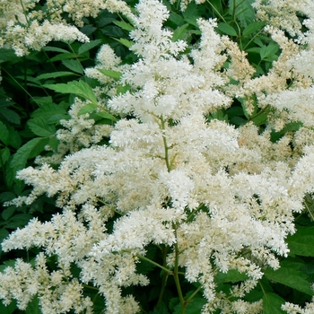 Astilbe x arendsii - 'Bridal Veil®' False Spirea Astilbe x arendsii - 'Bridal Veil®' False Spirea