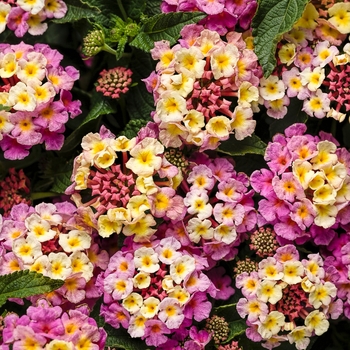 Lantana camara - Luscious® 'Pinkberry Blend' Lantana camara - Luscious® 'Pinkberry Blend'