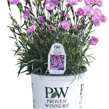 Dianthus (Pinks) - Fruit Punch® 'Sweetie Pie' Dianthus (Pinks) - Fruit Punch® 'Sweetie Pie'