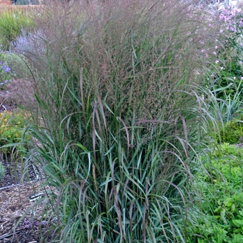 Panicum virgatum (Switch Grass) - Prairie Winds® 'Apache Rose' Panicum virgatum (Switch Grass) - Prairie Winds® 'Apache Rose'