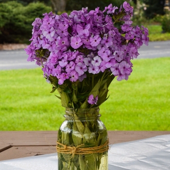 Phlox - 'Opening Act Blush' Phlox - 'Opening Act Blush'