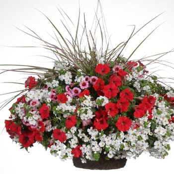 Calibrachoa - Superbells® 'Strawberry Punch™' Calibrachoa - Superbells® 'Strawberry Punch™'