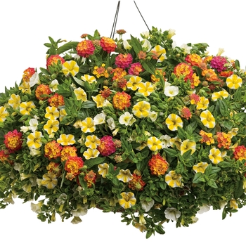 Calibrachoa - Superbells® 'White' Calibrachoa - Superbells® 'White'