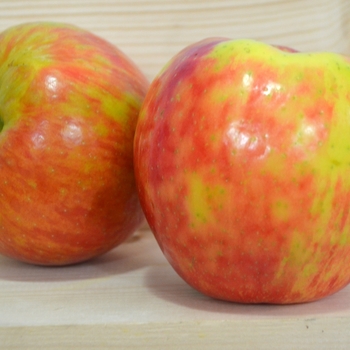 APPLE - ZESTAR APPLE - ZESTAR