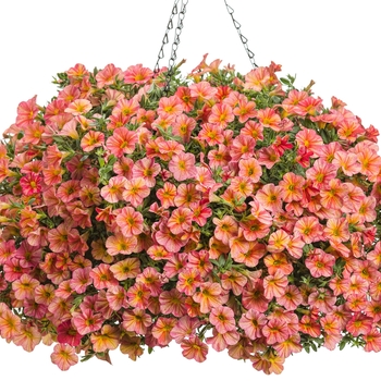 Calibrachoa - Superbells® 'Tropical Sunrise' Calibrachoa - Superbells® 'Tropical Sunrise'