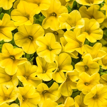 Calibrachoa - Superbells® 'Yellow' Calibrachoa - Superbells® 'Yellow'