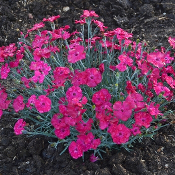 Dianthus - 'Paint the Town Magenta' Pinks Dianthus - 'Paint the Town Magenta' Pinks
