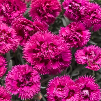 Dianthus (Pinks) - Fruit Punch® 'Spiked Punch' Dianthus (Pinks) - Fruit Punch® 'Spiked Punch'