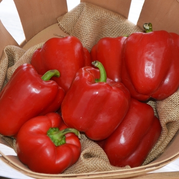  - Bell Peppers