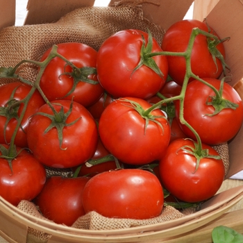 Jet Star - Tomato