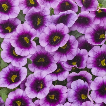 Calibrachoa - Superbells® 'Blue Moon Punch™' Calibrachoa - Superbells® 'Blue Moon Punch™'