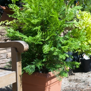 Chamaecyparis obtusa - 'Crippsii' Hinoki False Cypress Chamaecyparis obtusa - 'Crippsii' Hinoki False Cypress