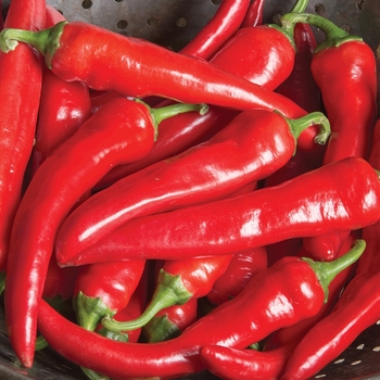 Capsicum annuum - Long Red Cayenne Pepper