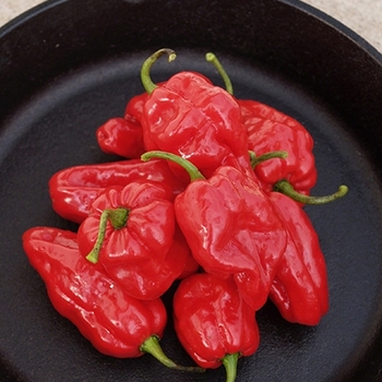 Capsicum chinense - Ghost Hot Peppers