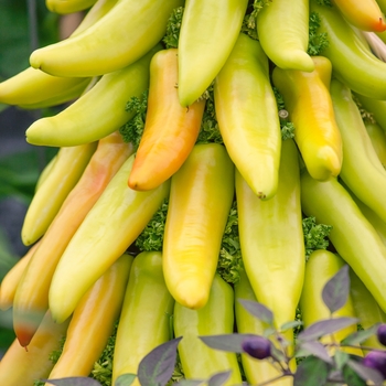 Capsicum annuum - Hungarian Wax Pepper