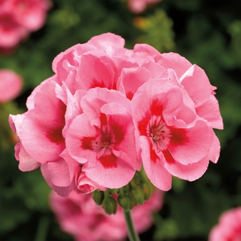 Pelargonium (Interspecific Geranium) - Calliope® Medium Pink Flame Pelargonium (Interspecific Geranium) - Calliope® Medium Pink Flame