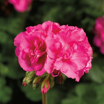 Pelargonium - Interspecific Geranium Pelargonium - Interspecific Geranium