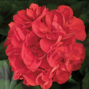 Pelargonium x hortorum (Zonal Geranium) - Americana® 'Red' Pelargonium x hortorum (Zonal Geranium) - Americana® 'Red'