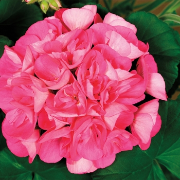 Pelargonium x hortorum (Zonal Geranium) - Americana® 'Pink' Pelargonium x hortorum (Zonal Geranium) - Americana® 'Pink'