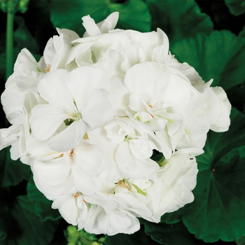 Pelargonium x hortorum (Zonal Geranium) - Americana® 'White' Pelargonium x hortorum (Zonal Geranium) - Americana® 'White'