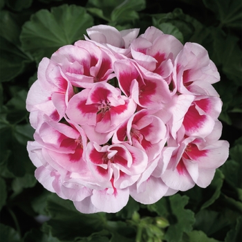 Pelargonium x hortorum (Zonal Geranium) - Americana® 'White Splash' Pelargonium x hortorum (Zonal Geranium) - Americana® 'White Splash'
