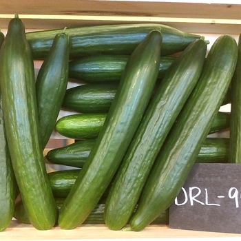  - Cucumber