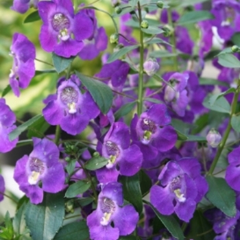 Angelonia angustifolia (Summer Snapdragon) - Angelface® 'Blue' Angelonia angustifolia (Summer Snapdragon) - Angelface® 'Blue'
