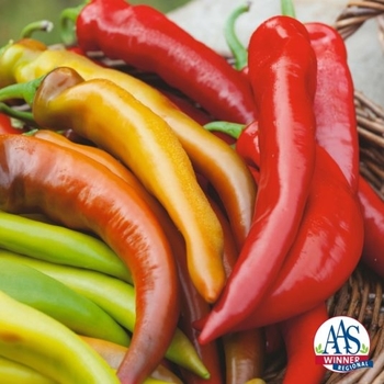  - 'Mexican Sunset' Pepper (Hungarian)