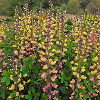 Baptisia (False Indigo) - Decadence® Deluxe 'Pink Lemonade' Baptisia (False Indigo) - Decadence® Deluxe 'Pink Lemonade'