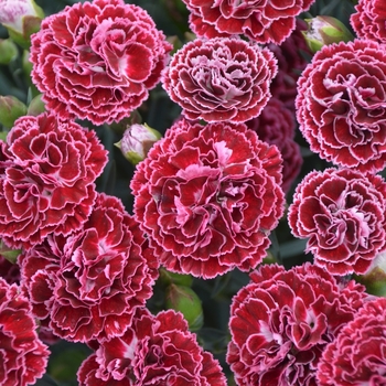 Dianthus (Pinks) - Fruit Punch® Cherry Vanilla Dianthus (Pinks) - Fruit Punch® Cherry Vanilla