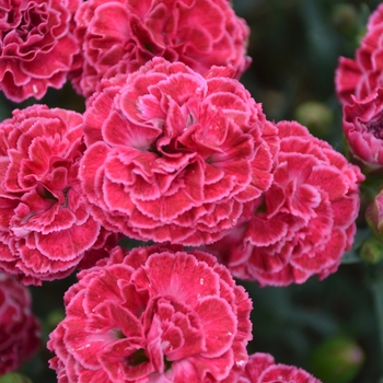 Dianthus (Pinks) - Fruit Punch® 'Raspberry Ruffles' Dianthus (Pinks) - Fruit Punch® 'Raspberry Ruffles'