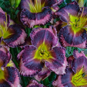 Hemerocallis (Daylily) - Rainbow Rhythm® 'Storm Shelter' Hemerocallis (Daylily) - Rainbow Rhythm® 'Storm Shelter'