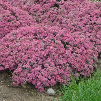 Sedum (Stonecrop) - Rock 'N Grow® 'Popstar' Sedum (Stonecrop) - Rock 'N Grow® 'Popstar'