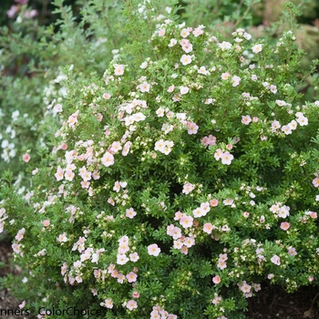 Potentilla fruticosa - Happy Face&reg; 'Pink Paradise'