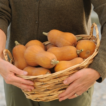Winter Squash - 'Honeynut' Butternut Squash